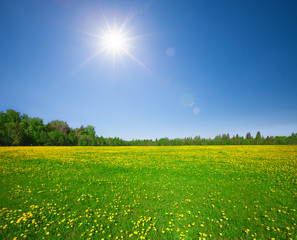 Wall Mural - Yellow flowers hill under blue cloudy sky