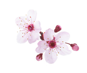 branch in blossom isolated on white background. plum.