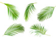  Collection of Palm leaf which sway isolated on white background .