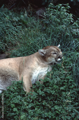 eastern puma officially declared extinct