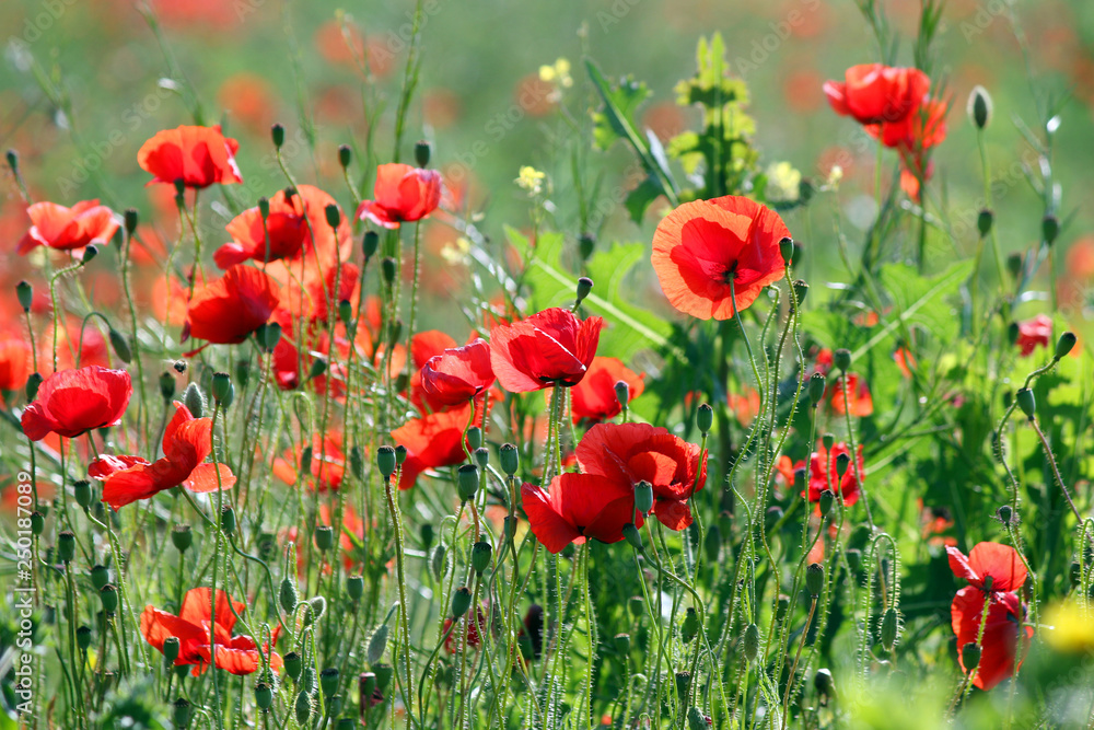 red poppies flower in spring season landscape - obrazy, fototapety, plakaty 
