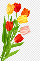 Poster - Bouquet of tulips isolated