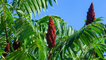 Red Flowers With Green Leaves On Blooming Staghorn Sumac, Rhus Typhina, Close-up, Selective Focus, Shallow DOF