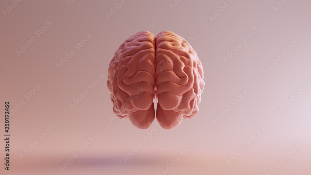 Pink Porcelain Anatomical Brain Back 3d illustration 3d render - obrazy, fototapety, plakaty 
