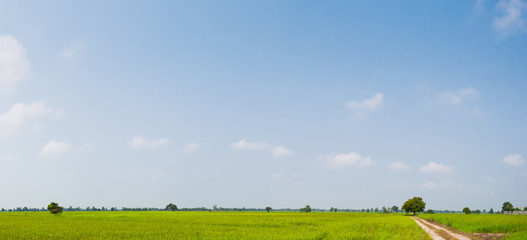 Wall Mural - Green field and clear sky background panorama.