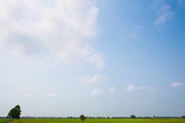 Wall Mural - Green field and clear sky background.