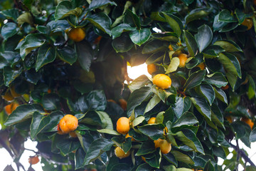 Ripe Persimmons fruit hanging on Persimmon branch tree