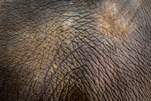 Elephant Skin Texture Background