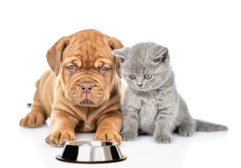 Wall Mural - Hungry cat and dog with a bowl of dry food. isolated on white background