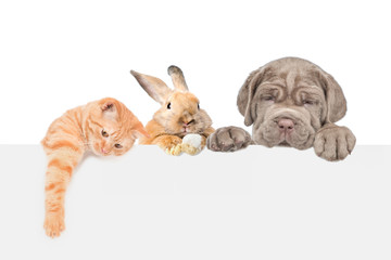 Wall Mural - Cat,dog and rabbit over empty white banner. isolated on white background. Space for text