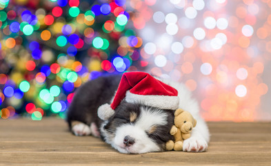 Poster - Australian shepherd puppy in red santa hat sleeping with toy bear with Christmas tree on background. Empty space for text