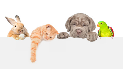 Poster - Group of pets  over empty white banner. isolated on white background. Space for text