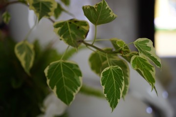 Canvas Print - green leaves of a tree