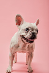 Wall Mural - french white bulldog on pink background