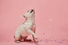 White French Bulldog With Confetti On Pink Background