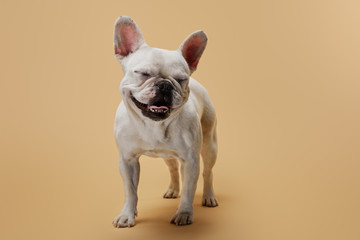 Wall Mural - French bulldog with closed eyes on beige background