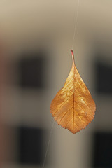 autumn leaf hanging on a spider net silk thread