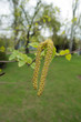 Closeup of pair of catkins of silver birch in spring