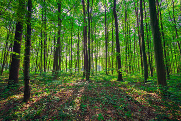  beautiful green forest