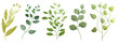 Watercolor branch with leaves. Herbs Illustration isolared on white background. Botanic set