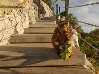 Monkey in Gibraltar eating Chips from a bag at sunset.