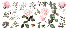 Watercolor Botanical Collection. Pink Roses. Herbs, Leaves, Flowers.