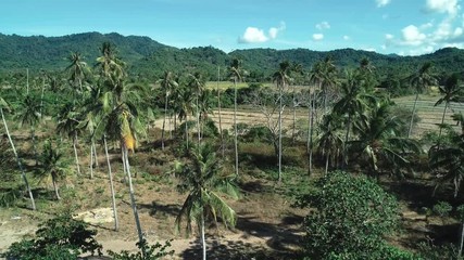 Wall Mural - Aerial drone shot of coconut palm trees on beautiful tropical island in sunny summer