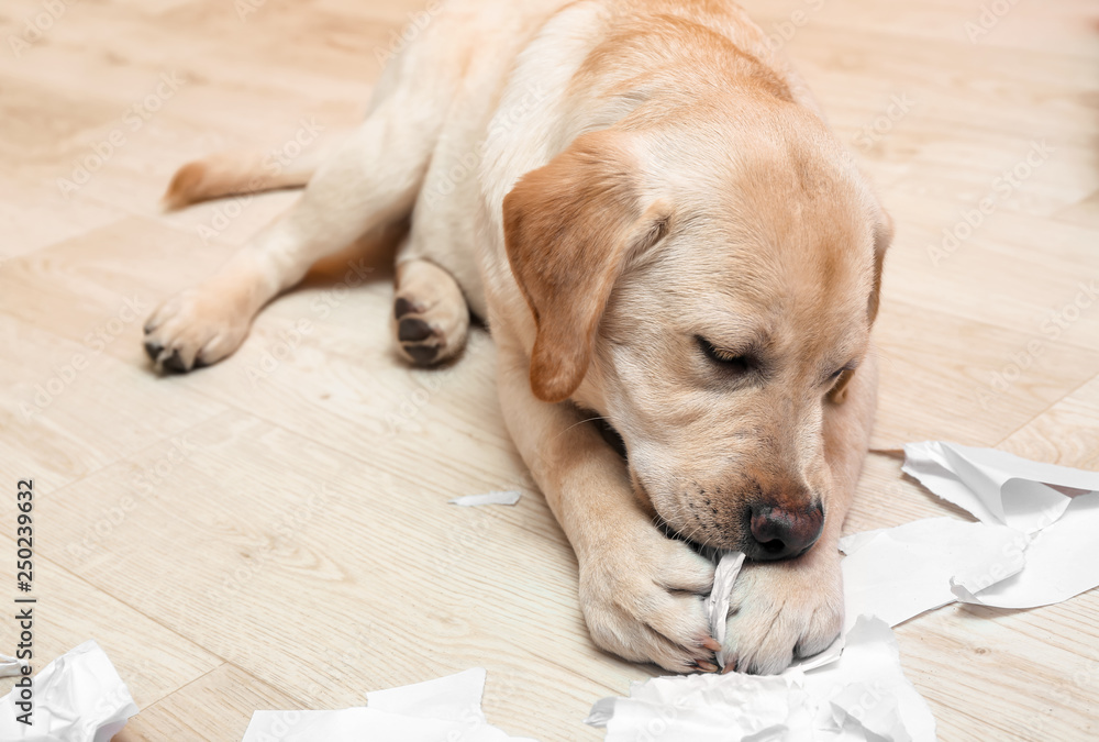 Naughty labrador dog playing with paper on floor at home