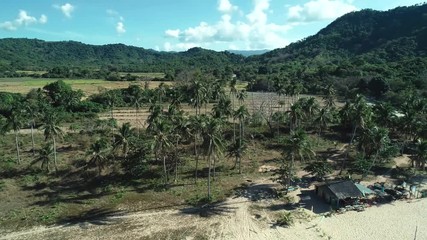 Wall Mural - Aerial drone shot of coconut palm trees on beautiful tropical island in sunny summer