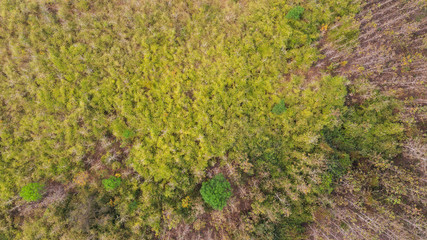 Wall Mural - Aerial top view forest, Natural park background