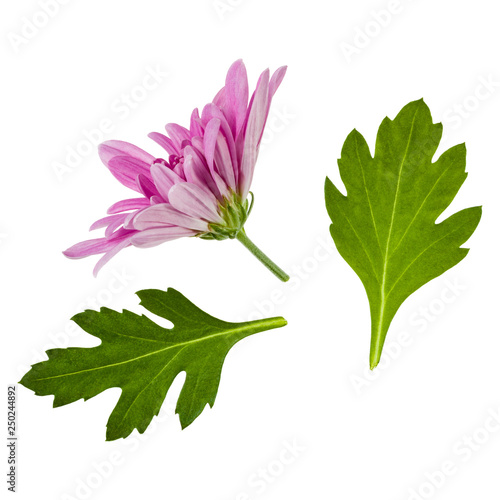 One Chrysanthemum Flower Head With Green Leaves Isolated On White Background Closeup Garden Flower No Shadows Top View Flat Lay Buy This Stock Photo And Explore Similar Images At Adobe Stock