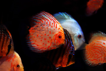 Wall Mural - Pigeon Blood Discus fish - (Symphysodon sp.) 