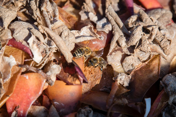 Wall Mural - A bee on the apple shells.