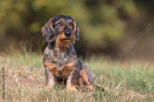 Wire Haired Dachshund Male Sits In The Grass Germany Europe