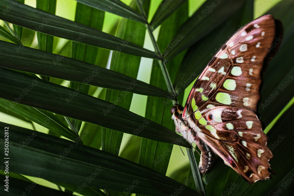 Beautiful butterfly sitting on tropical leaf outdoors