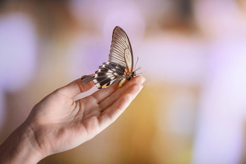 Beautiful butterfly sitting on female hand against blurred background