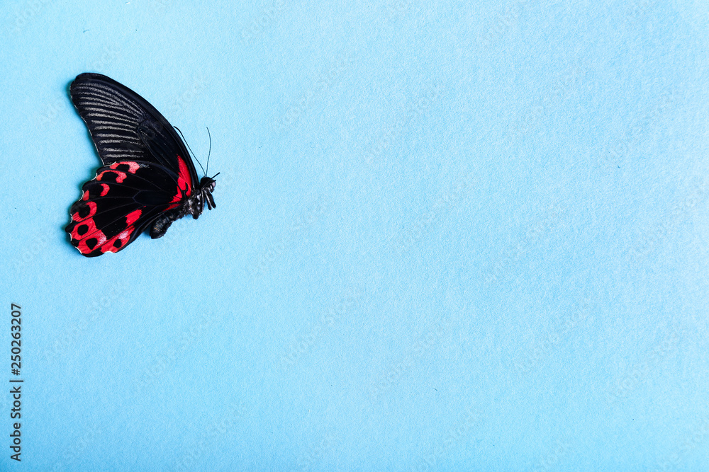 Beautiful tropical butterfly on color background