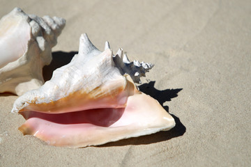 Two big sea shell on the sunny sand