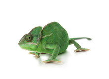 Cute Green Chameleon On White Background