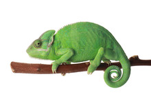 Cute Green Chameleon On Branch Against White Background