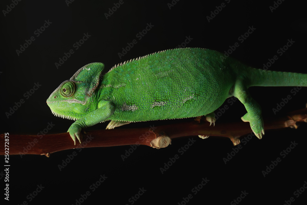 Cute green chameleon on branch against dark background