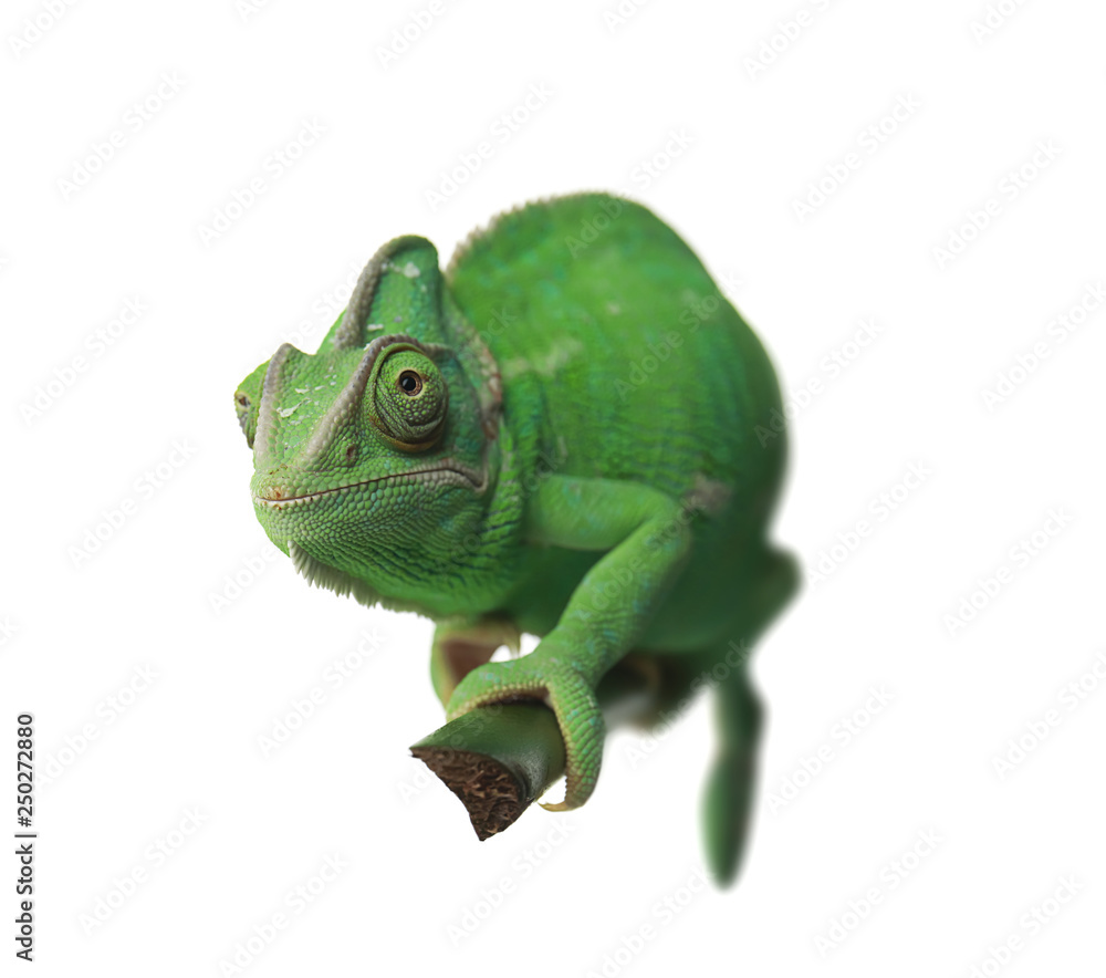 Cute green chameleon on branch against white background
