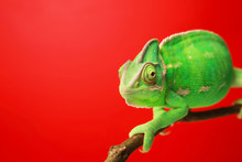 Cute Green Chameleon On Branch Against Color Background