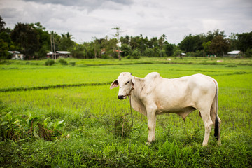 White cow green grass farm livestock rice fields