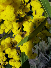 Canvas Print - Mimosa selvatica