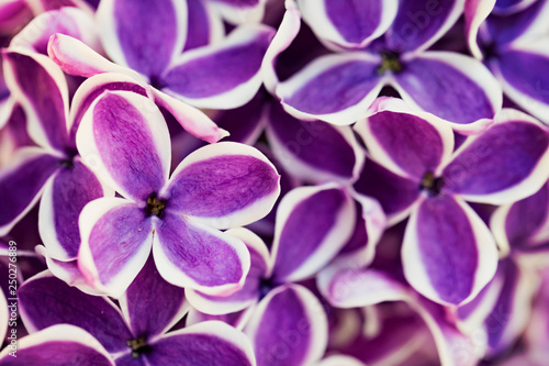 Purple lilac flowers close-up background