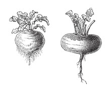 Turnip - Vegetable / Vintage Illustration From Meyers Konversations-Lexikon 1897 