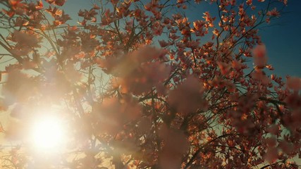 Wall Mural - Beautiful magnolia tree, falling flowers, against sunset