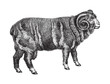 Horned Merino sheep (ram) / vintage illustration from Meyers Konversations-Lexikon 1897 