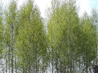 Wall Mural - Birch trees in the forest